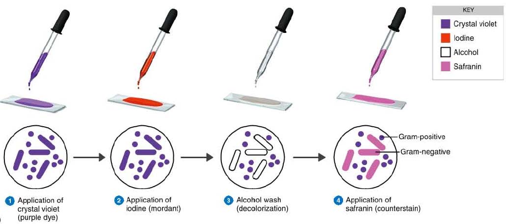 Gram stain Gram staining procedure